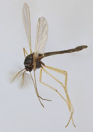 <i>Phaenopsectra flavipes</i> Species of fly