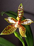 Phalaenopsis pantherina