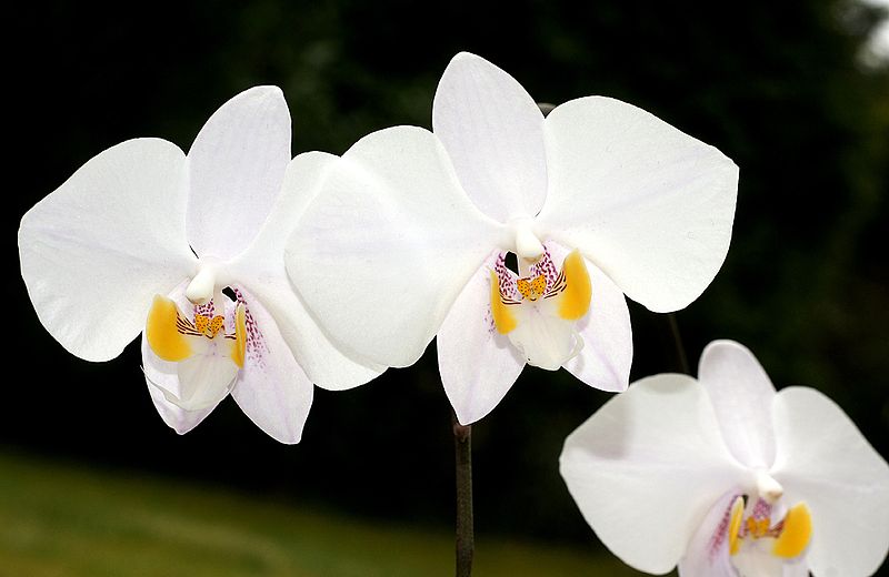 File:Phalaenopsis philippinensis Orchi 008.jpg