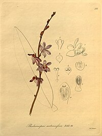 plate 285 Phalaenopsis pulcherrima (as syn. Phalaenopsis antennifera)