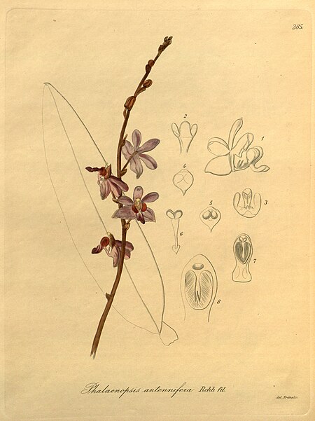 Tập_tin:Phalaenopsis_pulcherrima_(as_Phalaenopsis_antennifera)_-_Xenia_3-285_(1896).jpg