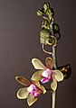 Phalaenopsis stobartiana