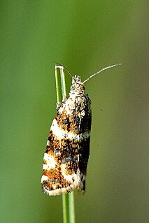 <i>Phiaris micana</i> Species of moth