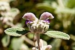 Miniatura para Phlomis italica