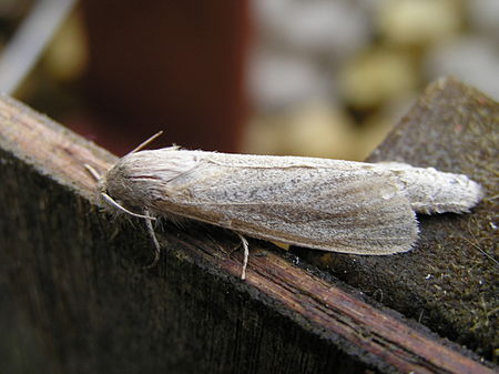 Phragmataecia