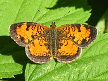 Phyciodes cocyta.jpg 