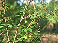 Thumbnail for Phyllanthus myrtifolius