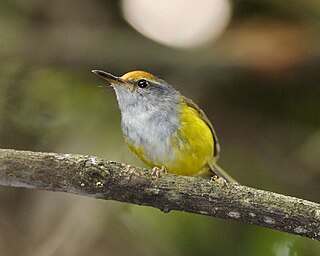 Mountain tailorbird species of bird