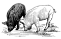 Pig (PSF).png