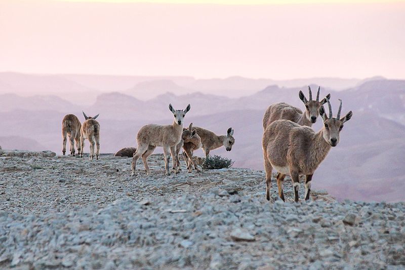 File:PikiWiki Israel 48692 Wildlife and Plants of Israel.JPG