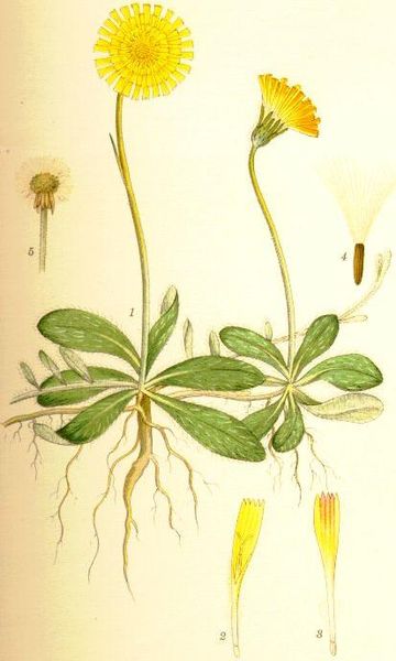 File:Pilosella officinarum gråfibbla.jpg