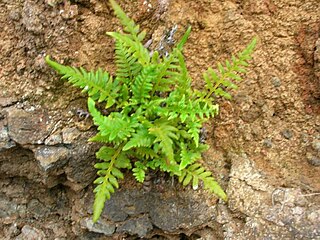 <span class="mw-page-title-main">Pteridaceae</span> Family of ferns