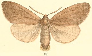 <i>Laelia testacea</i> Species of moth