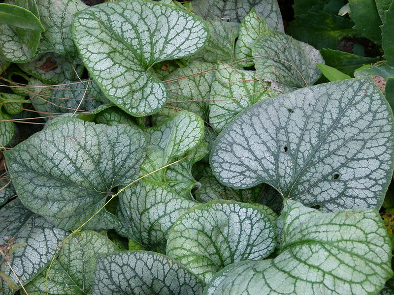 File:Plants aa1.jpg