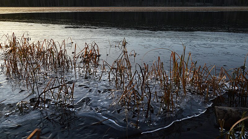 File:Plants in Ice at Sognsvann - Oslo, Norway 2020-12-25.jpg