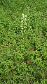 Platanthera bifolia Germany - Beckingen