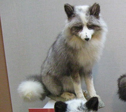 Un renard platine taxidermisé au musée Darwin, en Russie.