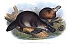 A colour print of platypuses from 1863