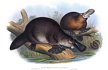 Platypus Wikipedia