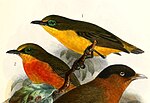 Thumbnail for Yellow-bellied wattle-eye