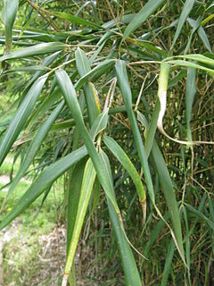 <i>Pleioblastus</i> Genus of grasses