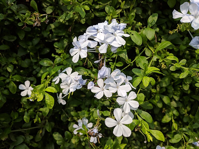 File:Plumbago auriculata 20180907 152542.jpg