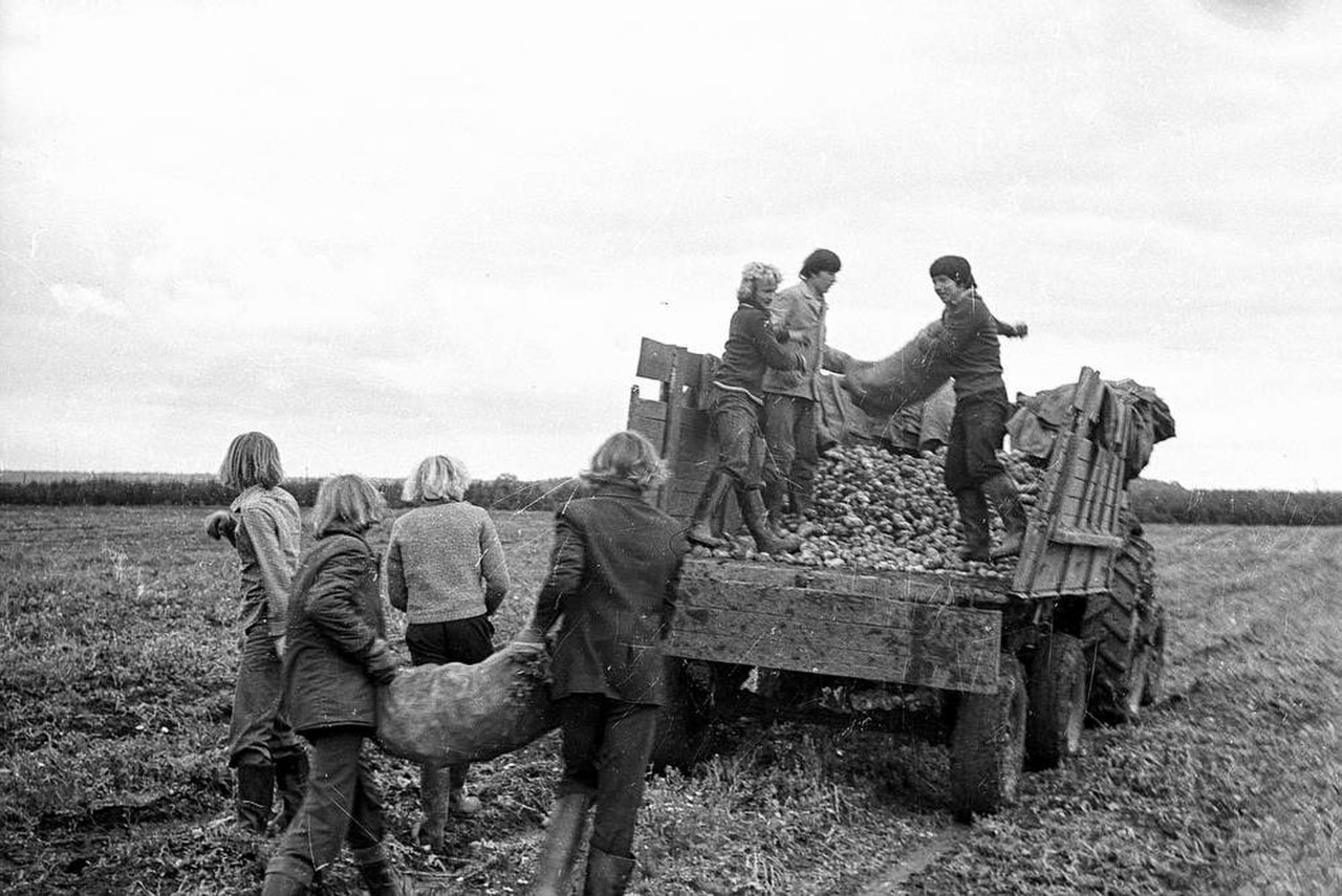 Уборка картофеля в СССР