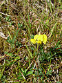 Čeština: Přírodní památka ev. č. 1604 Pod Ostrou horou jižně od vsi Záhoří v okrese Prachatice, Jihočeský kraj - hrachor luční. English: Nature reserve Pod Ostrou horou south of the village of Záhoří, Prachatice District, South Bohemian Region, Czech Republic - Lathyrus pratensis.