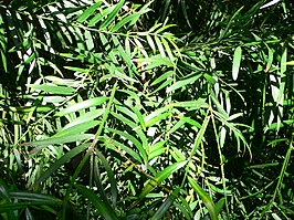 Afrocarpus