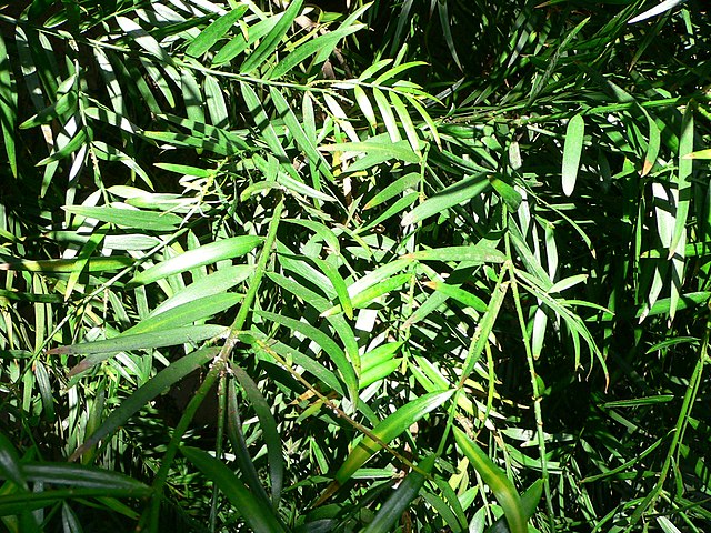 Description de l'image Podocarpus gracilior1.jpg.