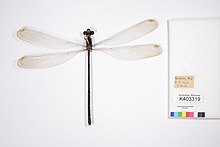 Podopteryx selysi samice (11512974846) .jpg