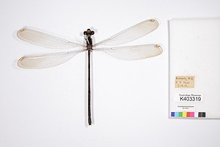 <i>Podopteryx selysi</i> species of insect