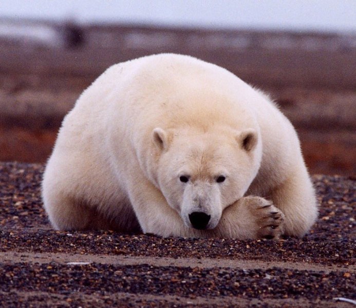 صورة:Polar Bear.jpg