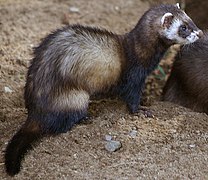 European polecat