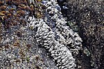 Thumbnail for File:Pollicipes polymerus (gooseneck barnacles) (Yaquina Head, Oregon, USA) 11.jpg