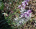 Polygala sardoa