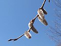 Male catkins