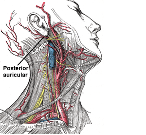 Arteria Auricularis Posterior