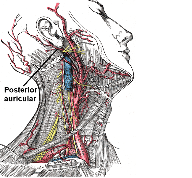 File:Posterior auricular.png