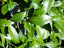 Pouteria myrsinifolia Coffs.jpg