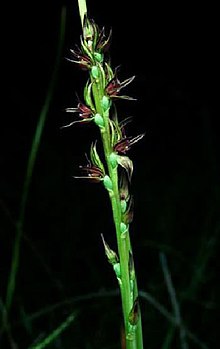 Prasophyllum fuscum.jpg