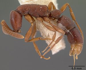 Probolomyrmex filiformis casent0102141 profile 1.jpg