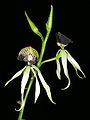 Encyclia cochleata