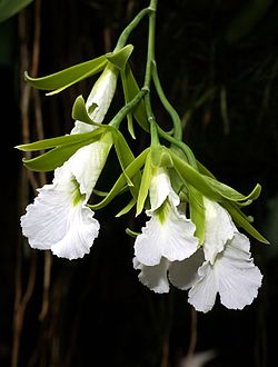 Prosthechea mariae Orchi 022. jpg