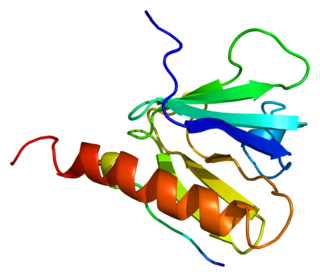 <span class="mw-page-title-main">Insulin receptor substrate 1</span> Protein found in humans