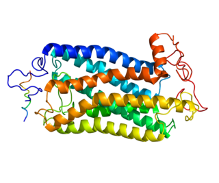 Tachykinin receptor 1 protein-coding gene in the species Homo sapiens