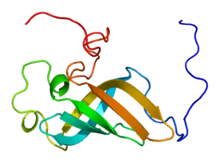 Protein ZCCHC17 PDB 2cqo.png