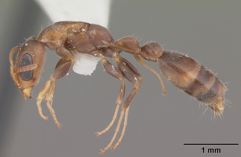 File:Pseudomyrmex elongatus casent0103898 profile 1.jpg