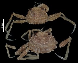 Pseudopalicus macromeles