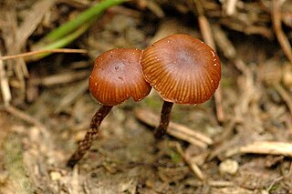 <i>Deconica montana</i> species of fungus